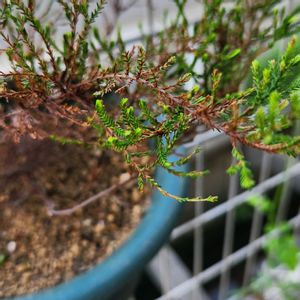 カルーナ,カルーナ,植え替え,地植え,がんばれ！がんばれ！の画像