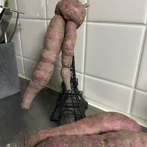 サツマイモ,中南米原産,ヒルガオ科,キッチンの画像