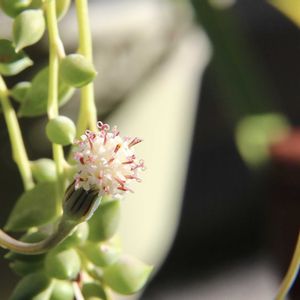 ピーチネックレス,多肉植物の花,テラス,庭の画像