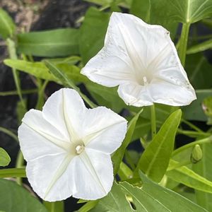 クウシンサイ,空芯菜(エンサイ),一年草,お野菜,ヒルガオ科の画像