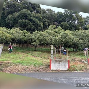 クリ,クリ,今日のお花,千葉,レシピの画像