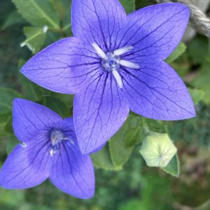 桔梗（ききょう）,花が好き,無農薬❤家庭菜園,野菜が好き,庭の画像