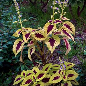 コリウスの花,挿し木,花のある暮らし,植物観察,おうち園芸の画像