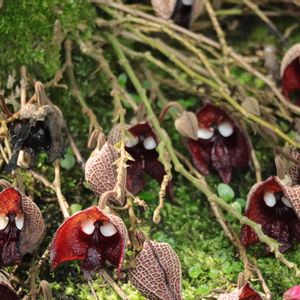 アリストロキア サルバドレンシス,アリストロキア サルバドレンシス,温室,神代植物公園の画像