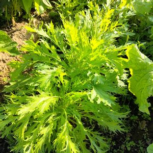 水菜,自家製野菜,栽培記録,農業女子,おうち園芸の画像