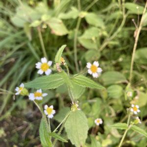 ハキダメギク(掃溜菊),雑草,GSのみなさんに感謝♡,綺麗✨,路傍の花の画像