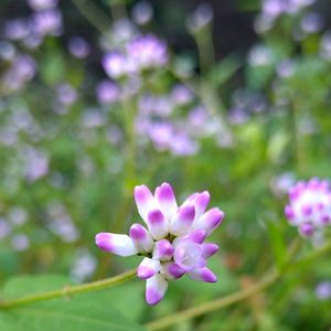 ミゾソバ,雑草,山野草,野草,スマホ撮影の画像