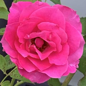 ガーデニング,花のある暮らし,ナチュラルスタイル,薔薇のある暮らし♡,おうち園芸の画像