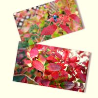 ブルーベリー,祈り,ブルーベリーの紅葉,お家園芸,和中庭の画像