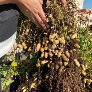 半立性大粒落花生,プランター野菜,種から育てる！,野菜作り,固定種の画像