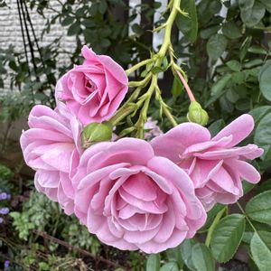 ガーデニング,フロントガーデン,秋の庭,ばら バラ 薔薇,小さな庭の画像