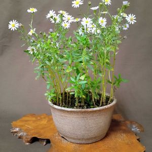 山野草,可愛い〜♡,白花,鉢植え。,癒されての画像