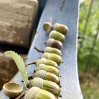 シラカシ,ブナ科,ドングリ,火曜ベンチ,山頂公園の画像