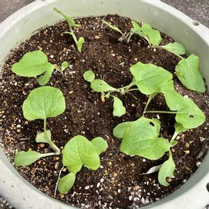 じょうでき牛蒡,プランター栽培,野菜遺産,野菜遺産プロジェクト,家庭菜園の画像