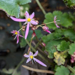 花のある暮らし,今日のお花,花いろいろ,おうち園芸,棚の画像