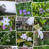 ハナニラ,タンポポ,思い出,風景の画像