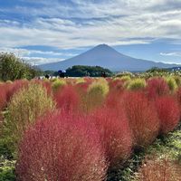 コキア,コキア,コスモス,ススキ,コキア(ホウキグサ)の画像