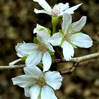 十月桜,十月桜,十月桜,テイカカズラ,テイカカズラの画像