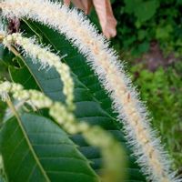 栗の花,グミ,ナワシロイチゴ,クリ,栗の画像