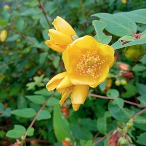 ヒペリカムならぬキンシバイ,花言葉,大好きなお花,今日のお花,全てに祈りを♪の画像