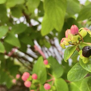 ヒペリカム,タネ,今日のお花,富山支部,テラスの画像