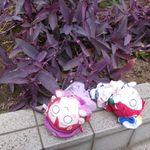 現品　斑入り　ムラサキゴテン　カット　2本　紫色ゴム 現品 斑入り ムラサキゴテン カット 2本 紫色ゴム 発根済
