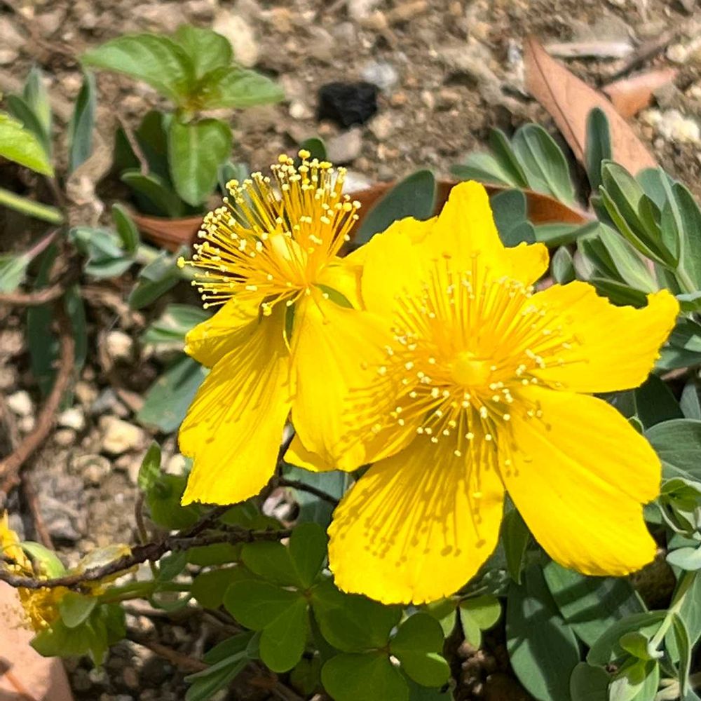 まあみさんのアメリカ山公園への投稿