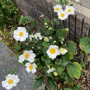 秋明菊,秋明菊　オノリーヌ ジョベール,シェードガーデン,白花好きの画像