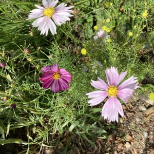 花のある暮らし,大好き♡︎ʾʾ,挿し木から成長,薔薇愛,チーム福岡の画像