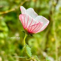 ナニワイバラ,ナニワイバラ,ナニワイバラ,タカサゴフヨウ（高砂芙蓉),タカサゴフヨウ（高砂芙蓉)の画像