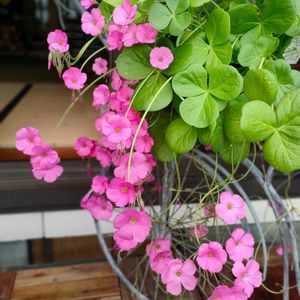 花盛り,マユハケオモトの花✿,小さな庭,テラスの画像