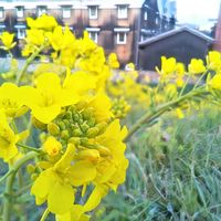 菜の花,京都,お花,ビタミンカラー,黄色の花の画像