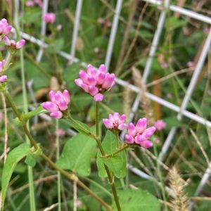 ミゾソバ,散歩,雑草,ピンクの花の画像