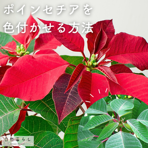 ガーデニング,花のある暮らし,植物のある暮らし,プランター栽培,おうち園芸の画像