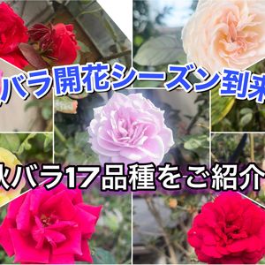 ガーデニング,薔薇♪,バラ・ミニバラ,バラを楽しむ,バラのある暮らしの画像