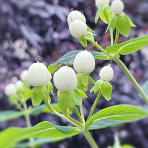 ヒペリカム,常緑低木,挿し木,花のある暮らし,白い実の画像