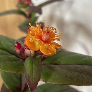 ヒペリカム,ヒペリカム,ヒペリカム,切り花,北海道の画像