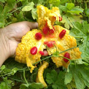 花のある暮らし,自家製野菜,緑のある暮らし,週末ガーデナー,家庭菜園の画像