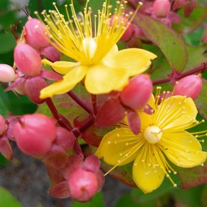 ヒペリカム,お庭,挿し木,今日のお花,とにかくGS 楽しもう！の画像