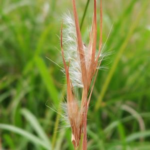 メリケンカルカヤ,大好き,雑草,山野草,野草の画像