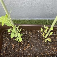 えんどう豆,野菜遺産,野菜遺産プロジェクト,野菜遺産PROJECT,家庭菜園の画像