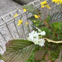 オオデマリ,地植えの画像