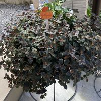 ペンタス,リシマキア,宿根草,リシマキア・ペルシアンチョコレート,熊本の画像