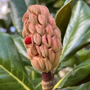 タイサンボク,タイサンボクの花後,赤い実,向島百花園,常緑樹の画像