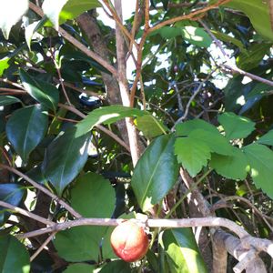 ヤブツバキ,花言葉,可愛い実,里山散策,しあわせ運べるようにの画像