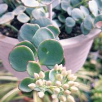 ミセバヤ,多肉植物,小さな庭の画像