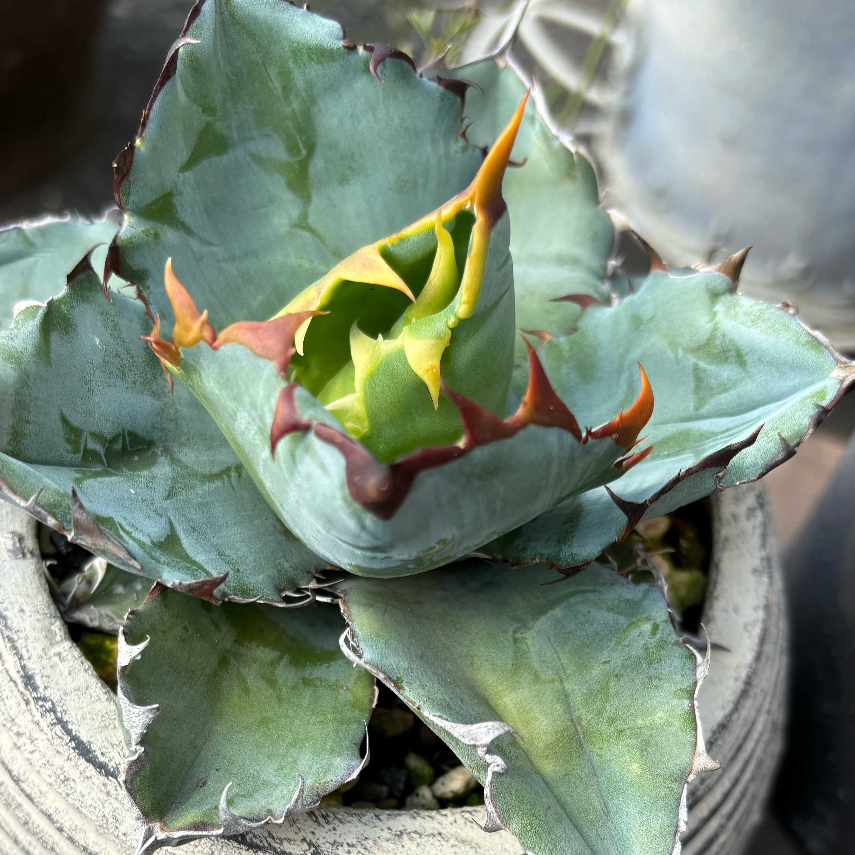 ブラック&ブルー　BB【Wild】葉焼け有 ブラック&ブルー BB【Wild】葉焼け有