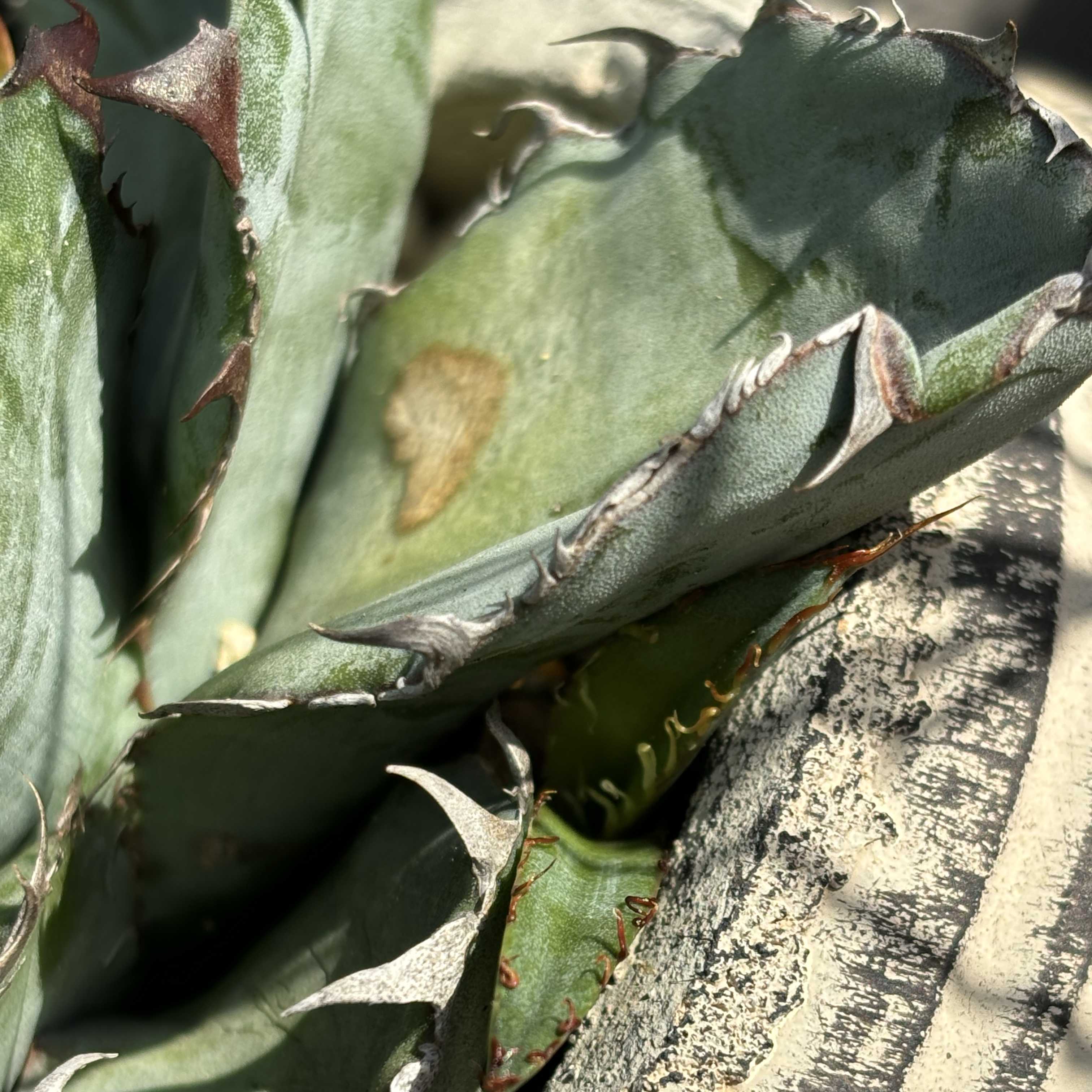 ブラック&ブルー　BB【Wild】葉焼け有 ブラック&ブルー BB【Wild】葉焼け有