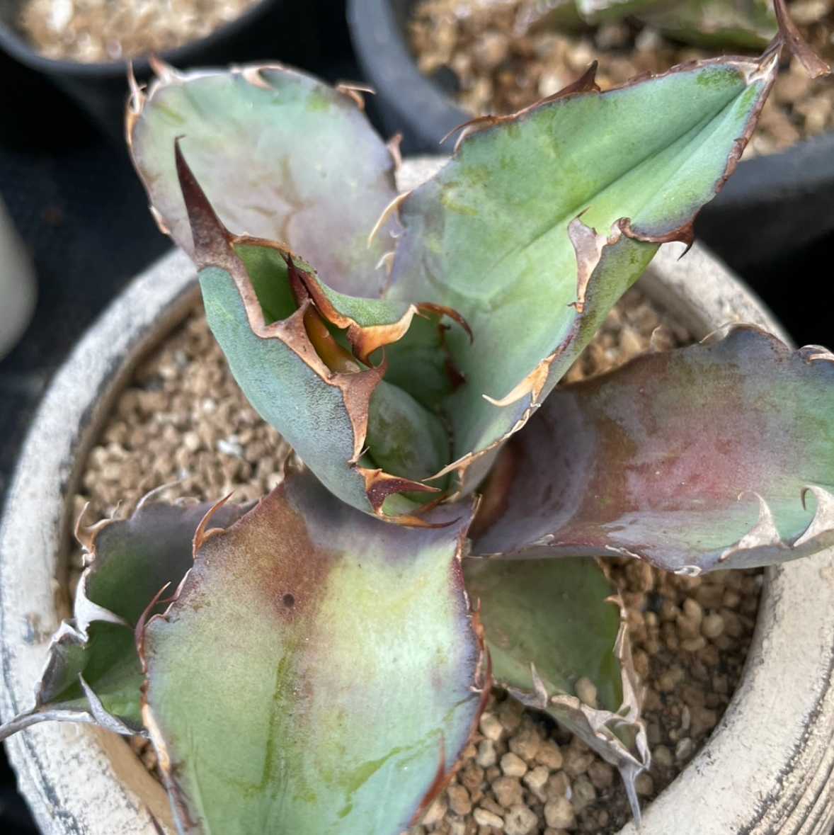 アガベの投稿画像 by みみみさん｜徒長と葉焼けと北海道と病気