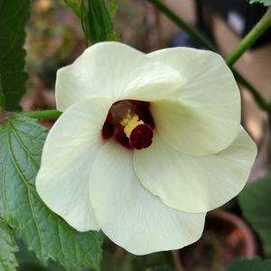 オクラ,オクラの花,オクラの実,花のある暮らし,自家製野菜の画像